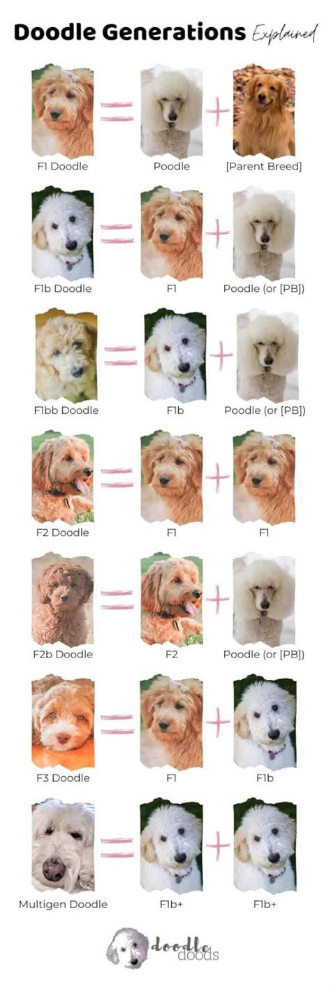 Irish Doodle Size Guide: Size Chart & Growth Calculator - Doodle Doods Sheepadoodle Puppy ...