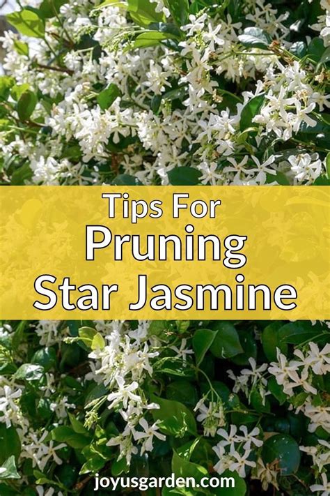 Pruning Star Jasmine: When and How To Do It | Star jasmine, Jasmine ...