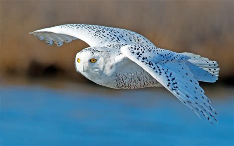 free-4k-hd-photo-of-white-owl-flying-bird-predator ⋆ Quantum World ...