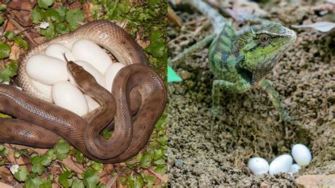 Snake Eggs vs Lizard Eggs - Online Field Guide