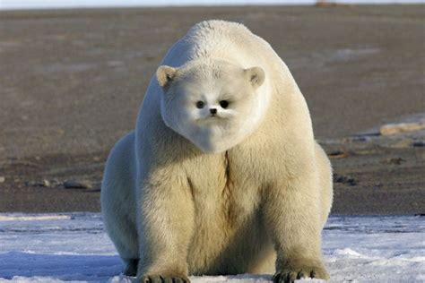 The bear cat! Look at its face! : r/HybridAnimals