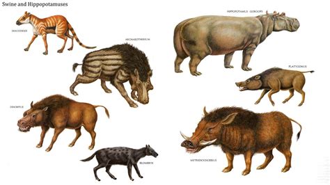 Suidae and Hippopotami. Prehistoric Wildlife, Prehistoric World ...