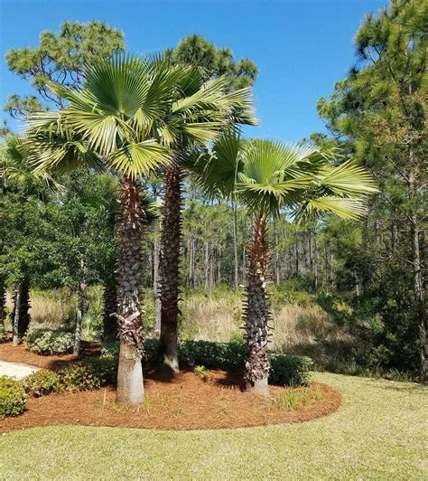 Pin by Lala A on Pine Straw Landscaping | Pine straw landscaping, Landscape, Plants