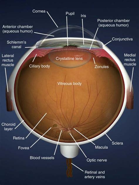 Ophthalmic Surgery | Basicmedical Key