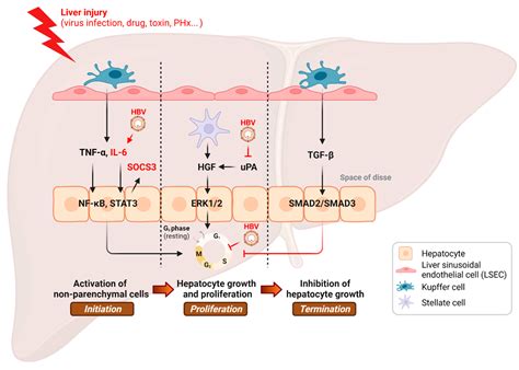 Cancers | Free Full-Text | Dysregulation of Liver Regeneration by Hepatitis B Virus Infection ...