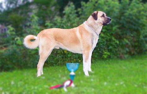 Kangal dog Personality, Temperament and HD pictures