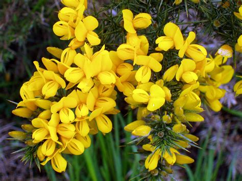 Gorse bush blooming on the roadside, Scotland Flowers And Leaves, Wild Flowers, Gorse, Scottish ...