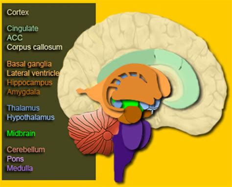 Cerebral Palsy Introduction - Physiopedia