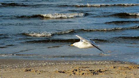 Baltic Sea Coast Gull - Free photo on Pixabay - Pixabay