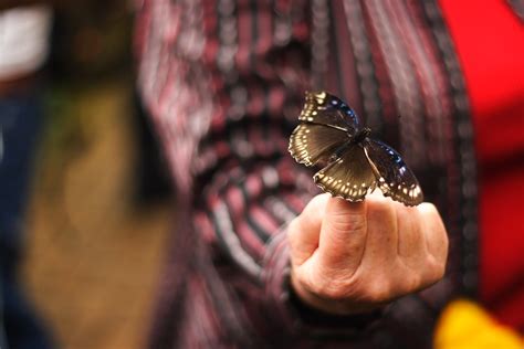 Butterfly | Franklin Park Conservatory | Spencer Williams | Flickr