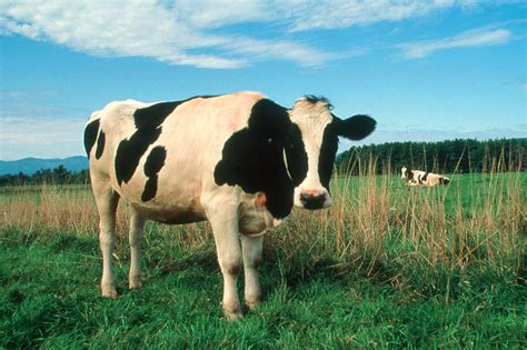 Holstein Cattle Photograph by Bonnie Sue Rauch - Pixels