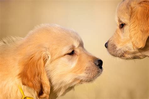 Download Muzzle Dog Baby Animal Puppy Animal Golden Retriever HD Wallpaper