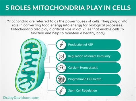 What Is the Function of Mitochondria in Cells Apex - Jefferson-has-Johnston