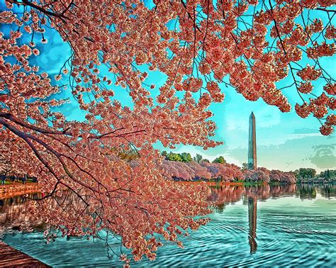 Tidal Basin Cherry Blossoms Photograph by Boyd Alexander - Fine Art America