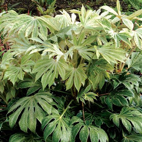 Fatsia ‘Spider’s Web’ | TERRA NOVA® Nurseries, Inc.