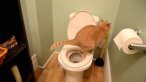 Cat toilet training video 2 – Cats Universe – Everything Cats/Kittens