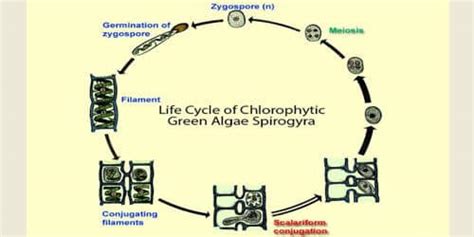 Alternation of Generation with labelled diagram Life Cycle of Spirogyra - QS Study