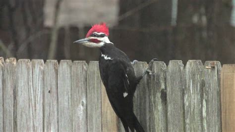 Singing Pileated Woodpecker Conroe Texas | Woodpecker, Animal sounds, Conroe texas