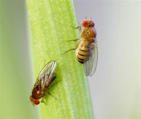 Musca de fructe / Drosophila melanogaster - BioChemTech IPM