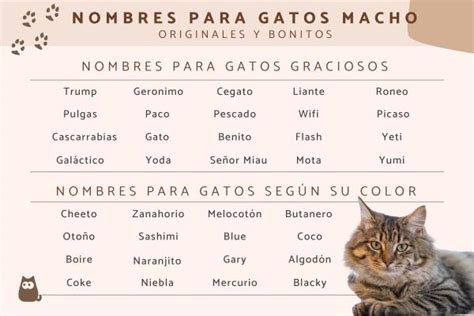 400 Nombres para GATOS MACHO - ¡Originales, bonitos y con significado ...