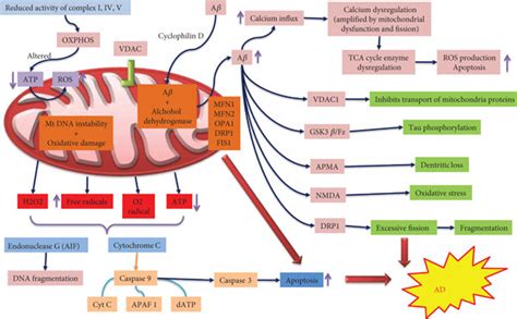 Mitochondrial dysfunction in Alzheimer’s disease. Mitochondrial ...