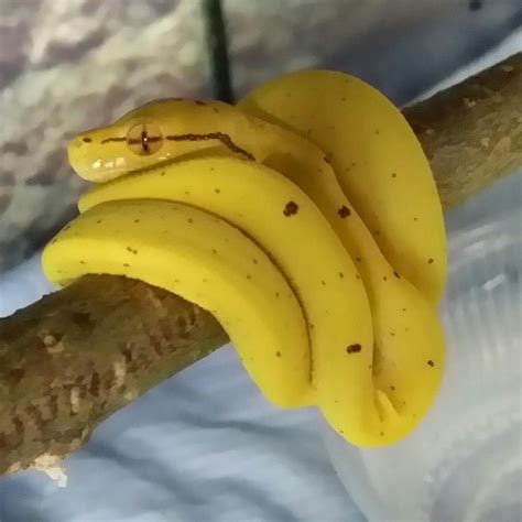 Snake bananas! | t3hwin.com