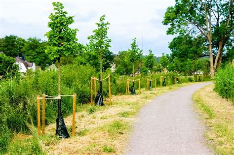 Tips to Protect a Young Tree from Wind Damage