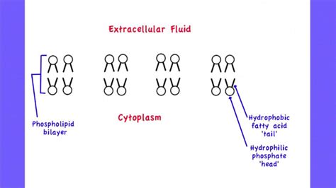 Fluid Mosaic Model Drawing