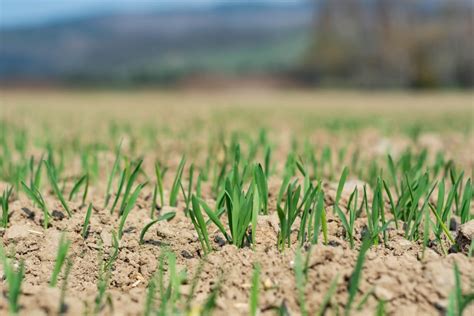 How To Grow Grass In Sandy Soil: A Homeowner Grower's Guide