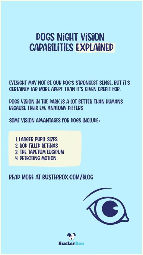 Did You Know Dogs Have Excellent Night Vision? A Dogs Night Vision ...