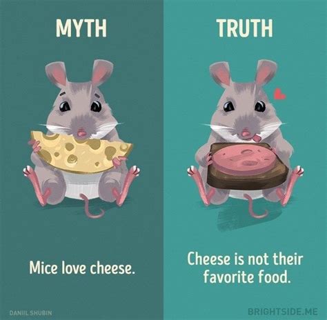 Learn the Truth About Common Animal Myths From These Informative ...