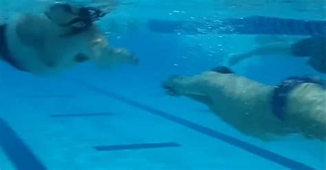 Underwater Footage of People Training in a Swimming Pool Free Stock ...