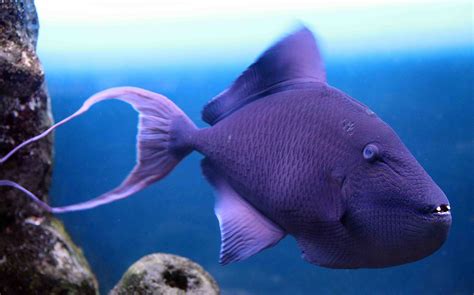 Purple fish underwater HD wallpaper | Wallpaper Flare