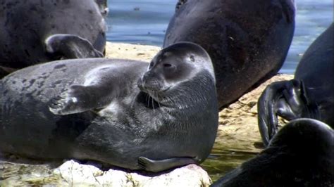 Baikal Seal – "OCEAN TREASURES" Memorial Library