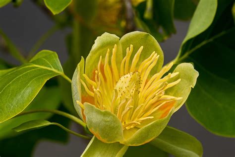 Identifying the Yellow Poplar Tree