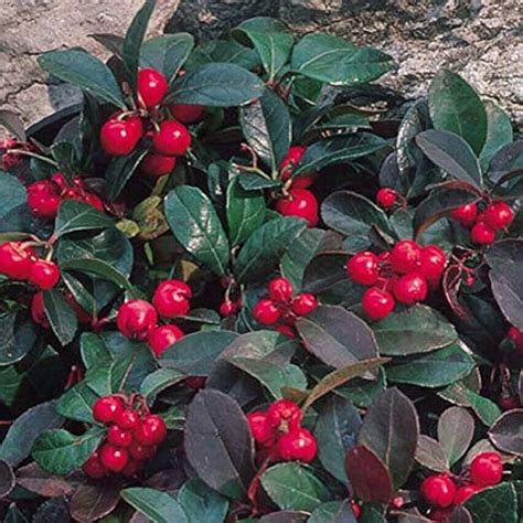 Amazon.com: wintergreen plant