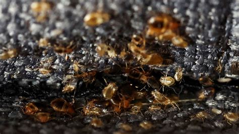 Paris resident feels like a ‘plague victim’ as bedbug infestation crawls into public spaces ...