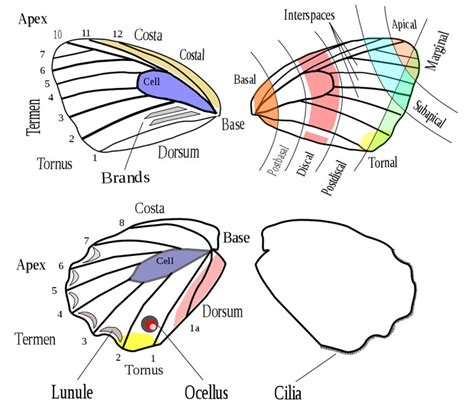 Wing Parts of a Butterfly: The Animal Files