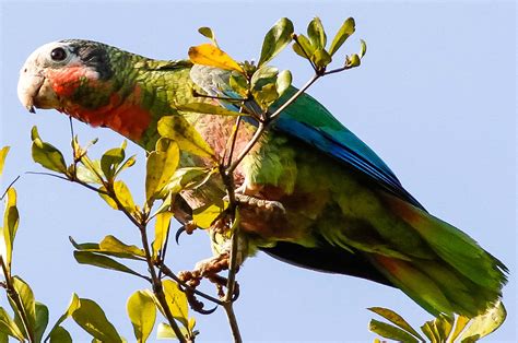 Birds of Cuba – An Internet Field Guide to Rare Cuban Birds