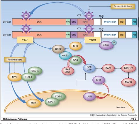 Figure 1 from Molecular Pathways Molecular Pathways : BCR-ABL | Semantic Scholar