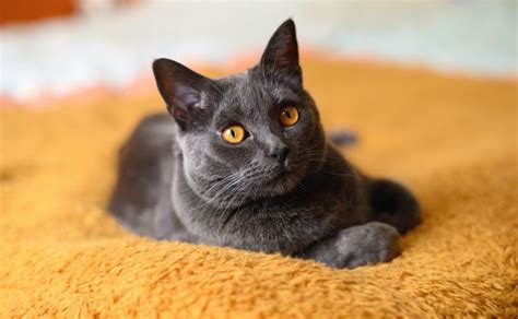 A look at two French cat breeds - Letsgetpet