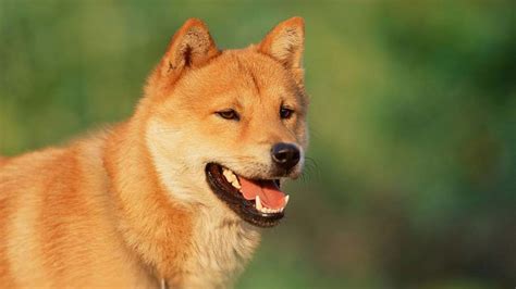 Are Jindo Dogs Intelligent