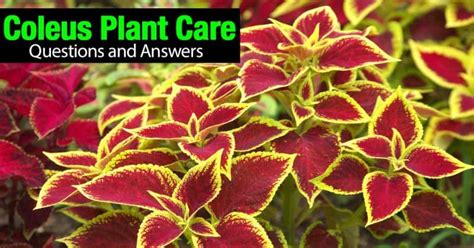 Coleus Plant Care - [HOW TO] Care and Use Colorful Coleus Plants