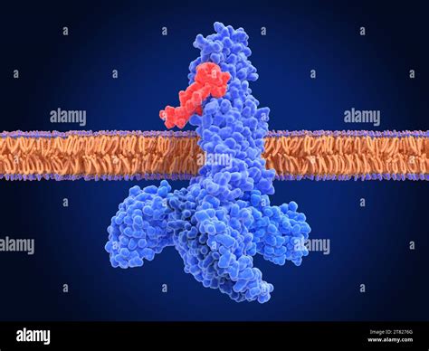 GLP-1 receptor activated by semaglutide, illustration Stock Photo - Alamy