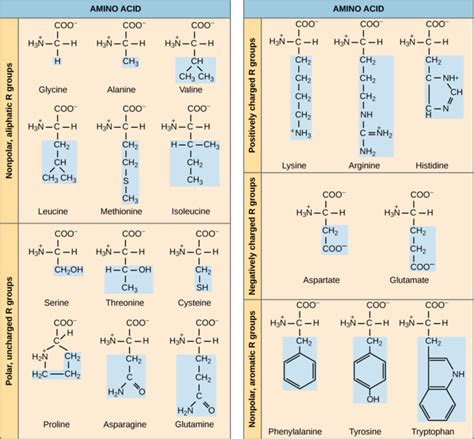 2.5.4: Amino Acids - Biology LibreTexts