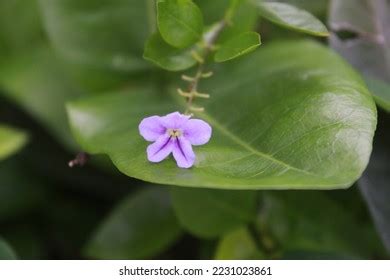 9,094 Tecoma Flowers Images, Stock Photos & Vectors | Shutterstock