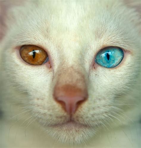 22 Cat Photos Of Felines With Different Colored Eyes