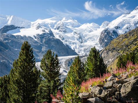 Piz Zupo Flowers | Bernina Range, Switzerland | Mountain Photography by ...