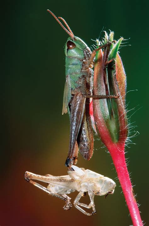 Grasshopper | Description, Features, & Species | Britannica