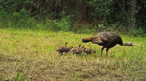 Timing of Turkey Nesting May Not Shift With Changing Climate | Forestry ...